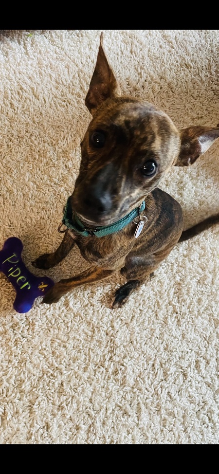 Entry image for Piper. Clicking this image will show a larger photo