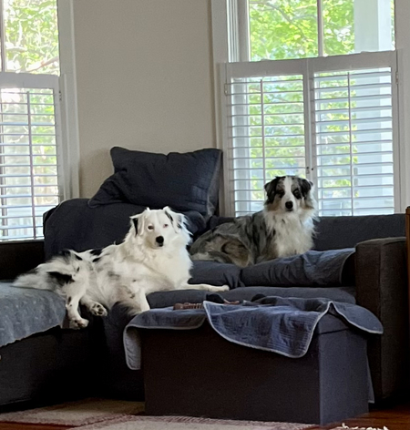 Entry image for Mojo. Clicking this image will show a larger photo