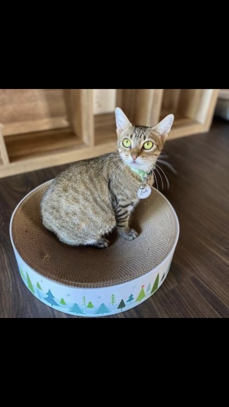 Entry image for Lulu. Clicking this image will show a larger photo
