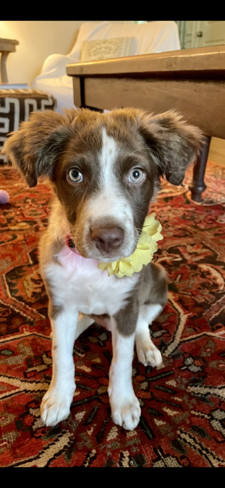 Entry image for Olive. Clicking this image will show a larger photo