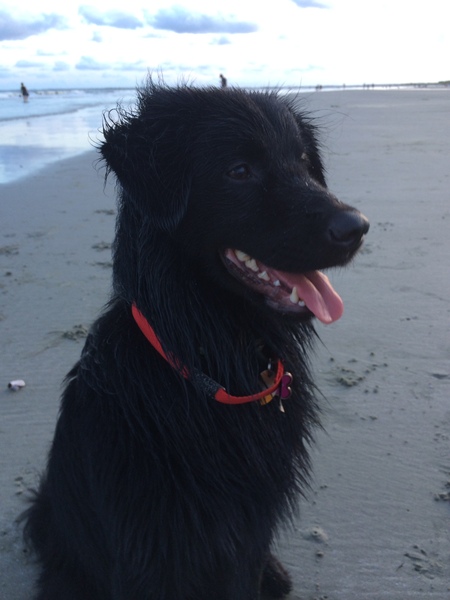 Entry image for Prue. Clicking this image will show a larger photo