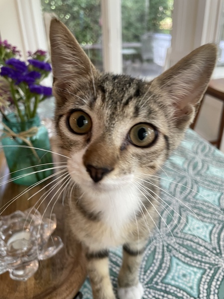 Entry image for Rocky. Clicking this image will show a larger photo