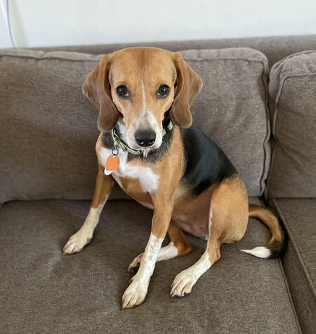 Entry image for Bagel. Clicking this image will show a larger photo