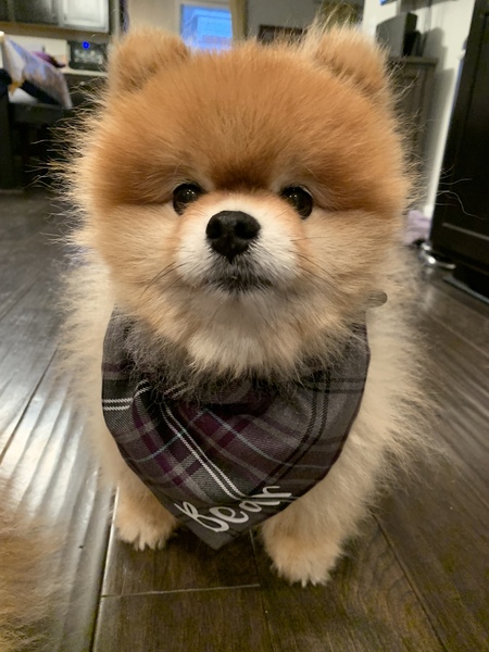 Entry image for Bear . Clicking this image will show a larger photo