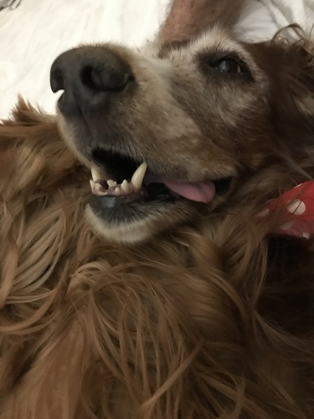Entry image for Daisy. Clicking this image will show a larger photo