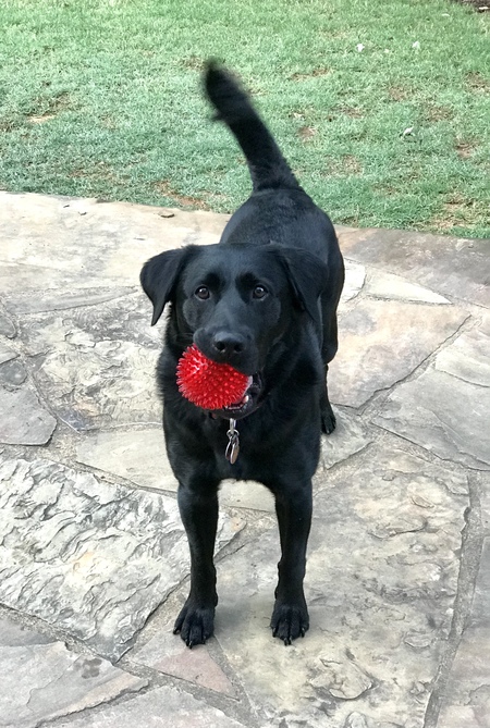Entry image for Buddy. Clicking this image will show a larger photo
