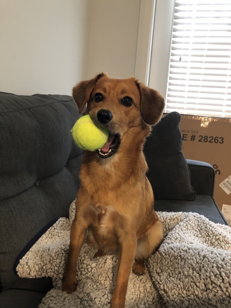 Entry image for Rosie. Clicking this image will show a larger photo