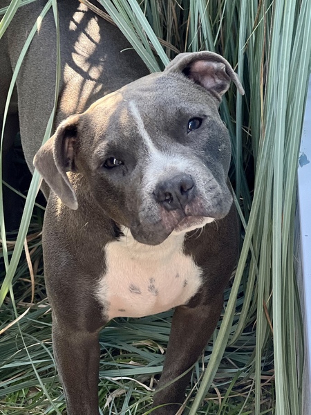 Entry image for Louie. Clicking this image will show a larger photo