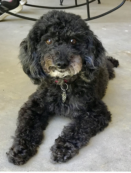 Entry image for Daphne . Clicking this image will show a larger photo