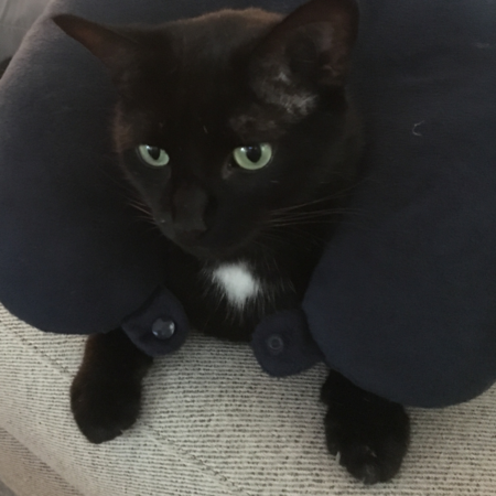 Entry image for Pickles (also known as Mr. P). Clicking this image will show a larger photo