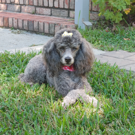 Entry image for Juju Bean. Clicking this image will show a larger photo