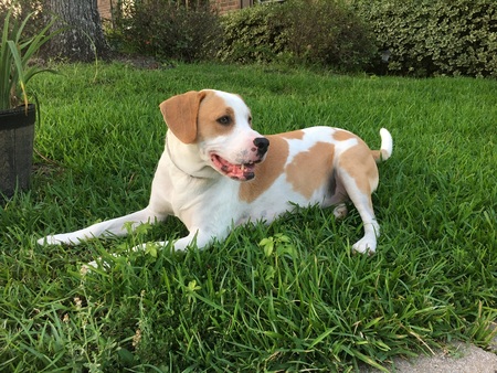 Entry image for Huck. Clicking this image will show a larger photo