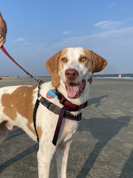 Entry image for Biscuit . Clicking this image will show a larger photo