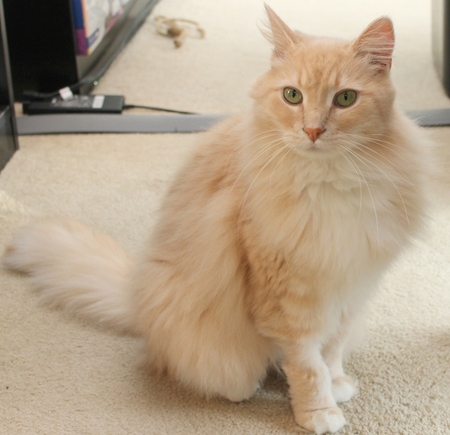 Goldilocks