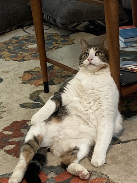 Bentley (or Jabba the Cat)