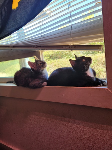 Possum and Sunshine