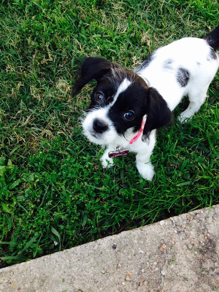 Patsy