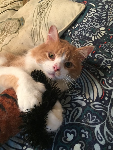 Mingus