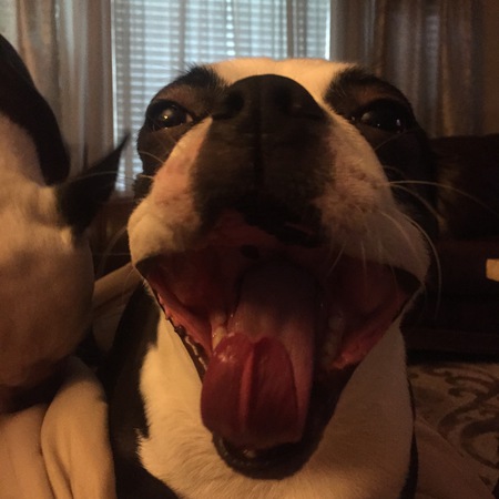 Rocco