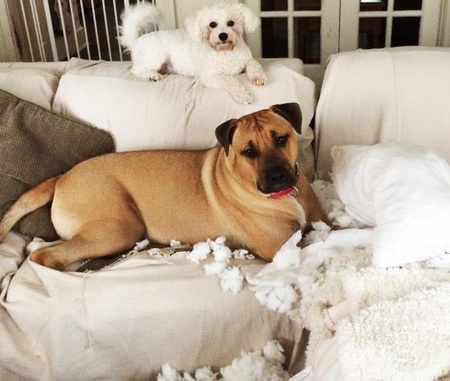 Rugby & Winston