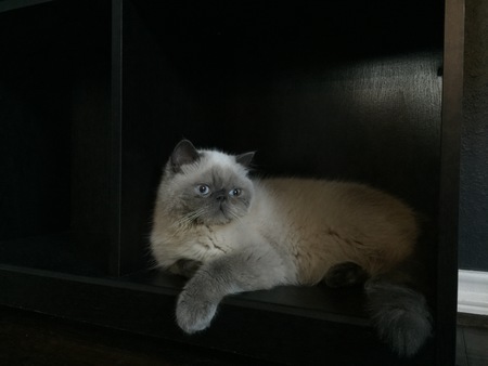 Tyrion Meowister