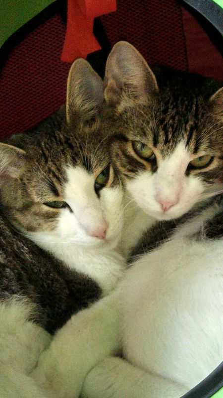 Fili & Kili