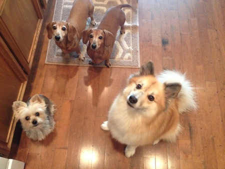 Marc, Tippie, Muffin and Rowdy