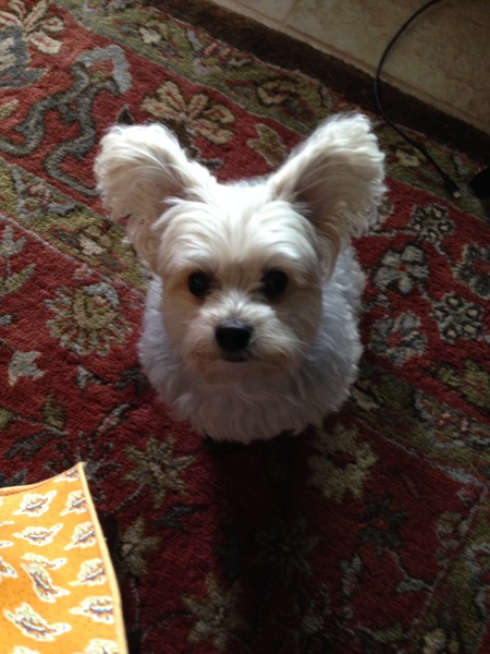 Sammy