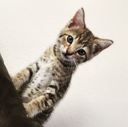 Meeko