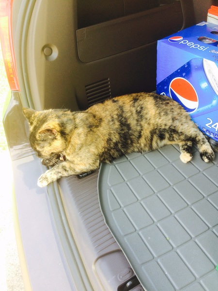 Entry image for Luna. Clicking this image will show a larger photo