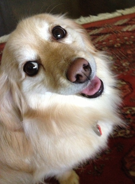 Biscuit