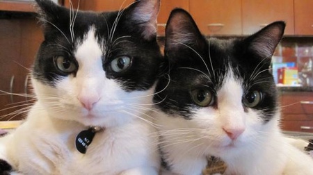 Entry image for Ace and Tank. Clicking this image will show a larger photo