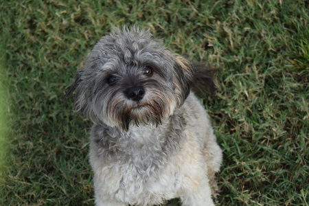 Frankie