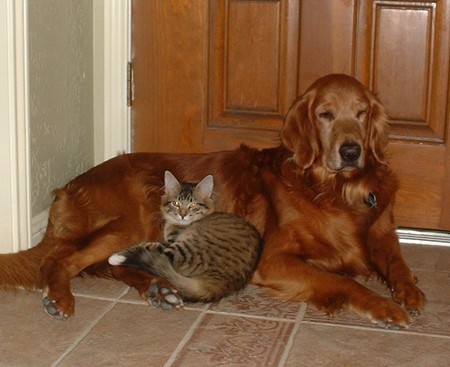 Schaefer and Killer - A boy and his cat