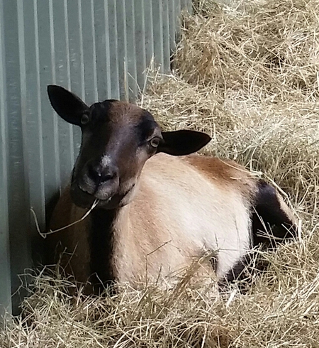 Matilda
