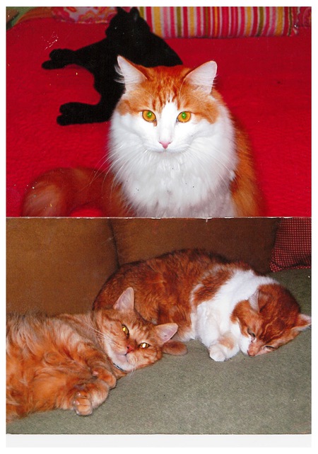 Romeo, JJ Watt, Sophie and Winston