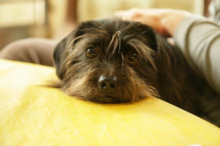 Buster