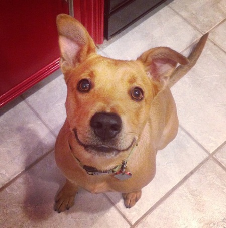 Rufus