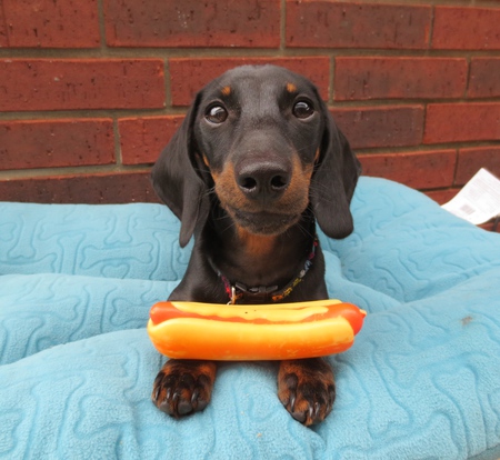 Sam wienerful