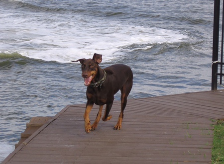 Rex