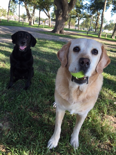 Gunner and Torro 