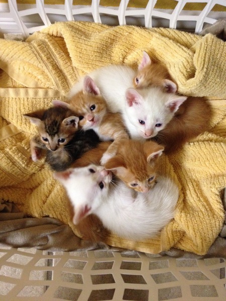 The Kitten's