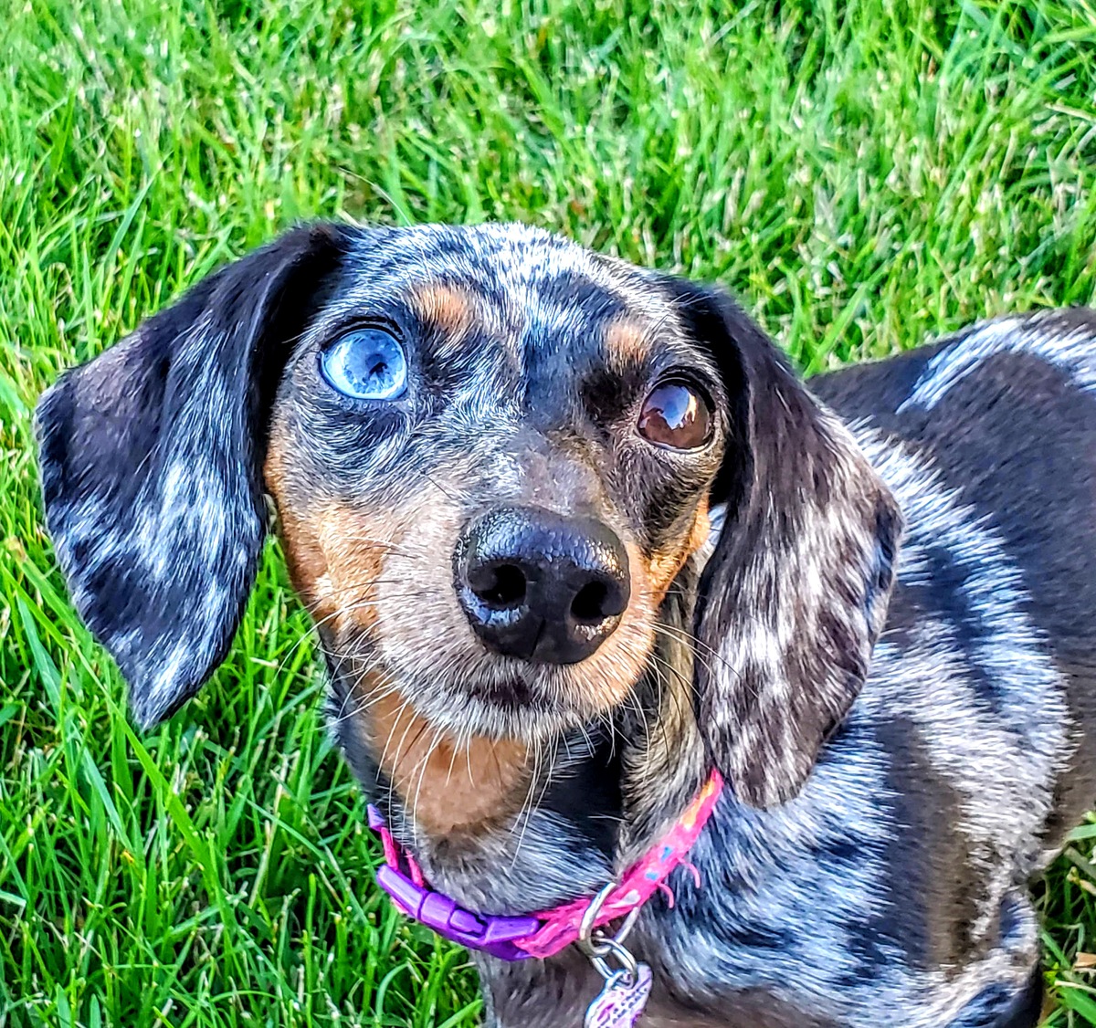 Wisconsin Humane Society 2023 Calendar Contest