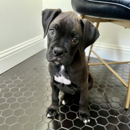 Otis