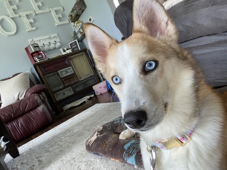 Kallie
