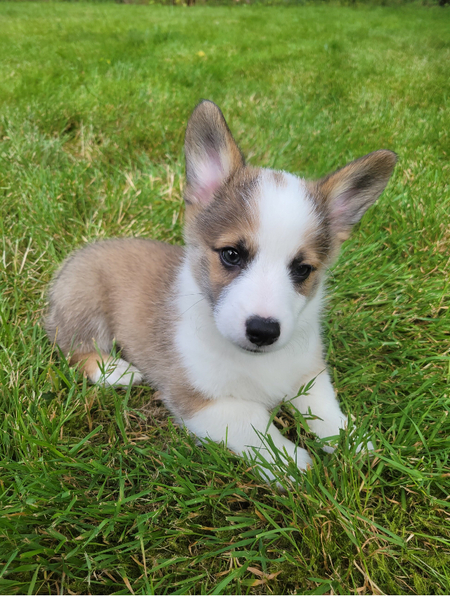 Fergus
