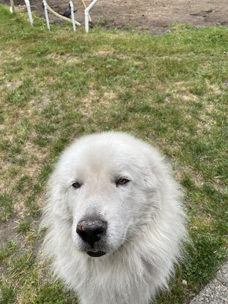 Bernie