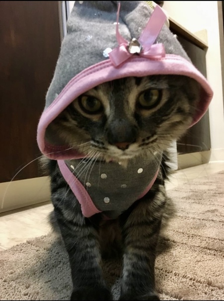 Harlow 