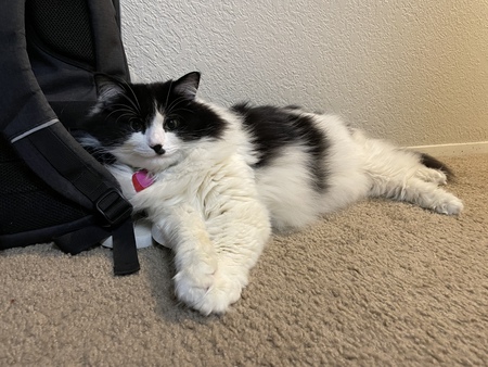 Bandit