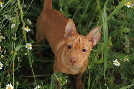 Dobby